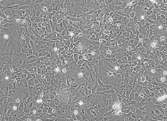 SD 新生鼠星形胶质细胞 SD 新生鼠星形胶质细胞 SCCAC-00001