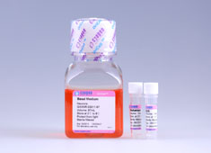 SD胎鼠皮层神经元完全培养基