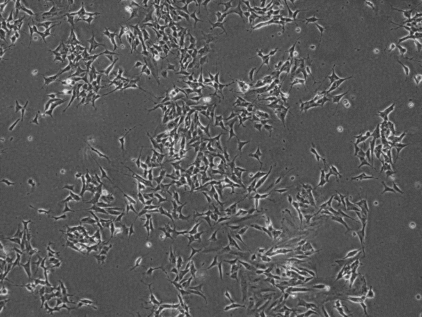 OriCell<sup>®</sup>SH-SY5Y人神经母细胞瘤细胞系