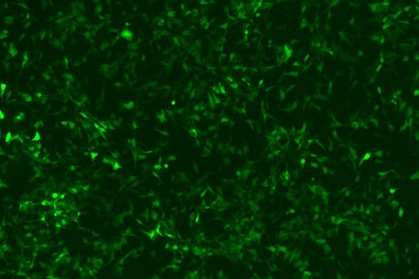 OriCell<sup>®</sup>SH-SY5Y with Luciferase & GFP