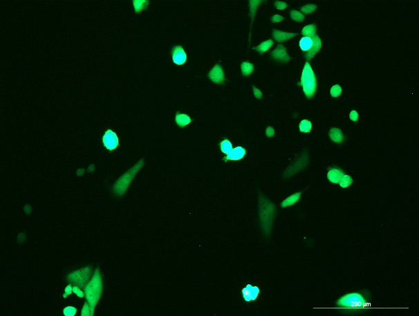 OriCell<sup>®</sup>SK-HEP-1 with Luciferase & GFP