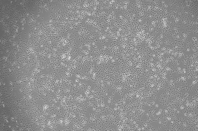 OriCell<sup>®</sup>SV40 MES 13小鼠肾小球系膜细胞系