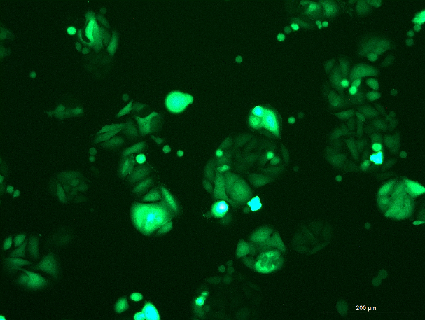 None OriCell<sup>®</sup>SW480 with Luciferase & GFP H1-0805