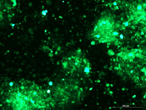 None OriCell<sup>®</sup>SW620 with GFP H1-0903