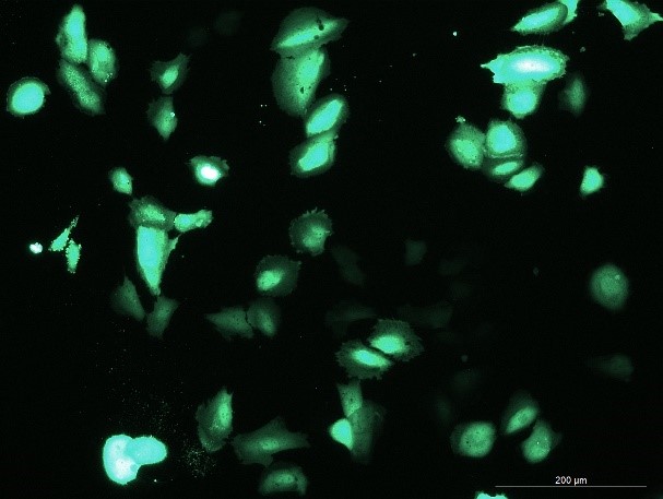 None OriCell<sup>®</sup>TCCSUP with GFP H4-0903