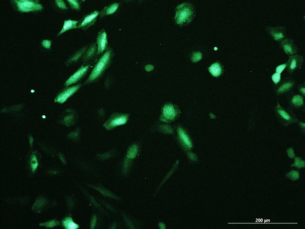 OriCell<sup>®</sup>TCCSUP with Luciferase & GFP