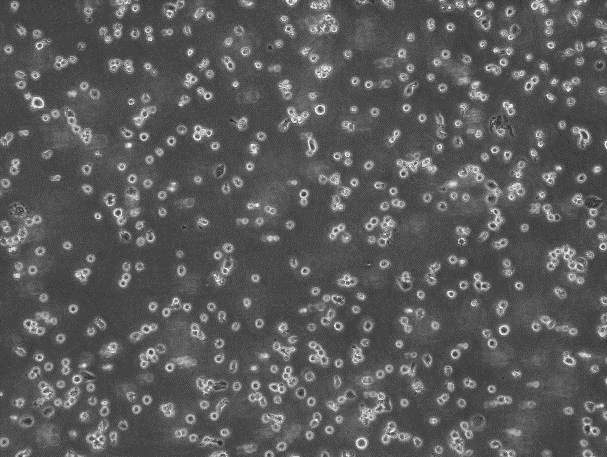 OriCell<sup>®</sup>THP-1人单核细胞白血病细胞系