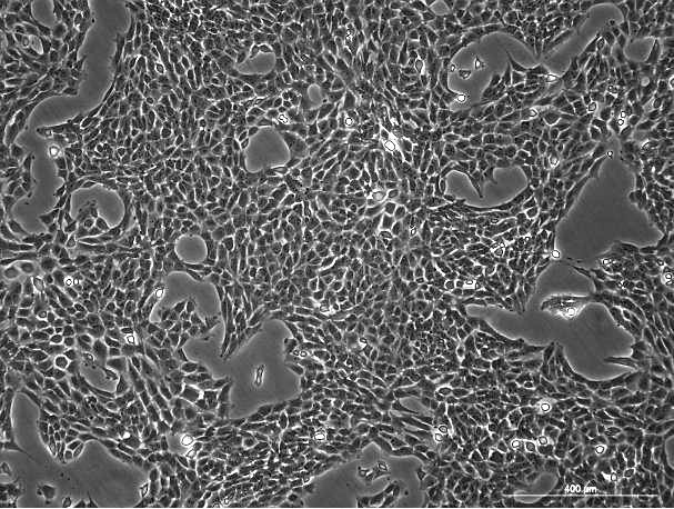 None OriCell<sup>®</sup>TM3小鼠睾丸间质细胞系 M6-0501