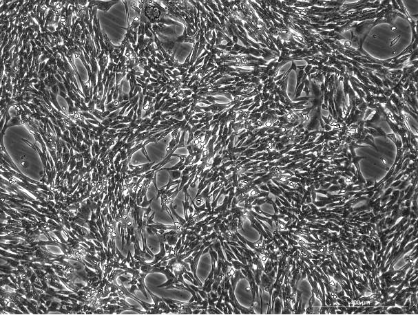 OriCell<sup>®</sup>TM4小鼠睾丸支持细胞系