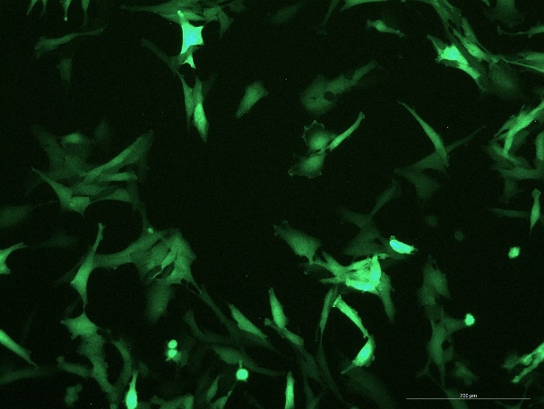 OriCell<sup>®</sup>U251 with GFP