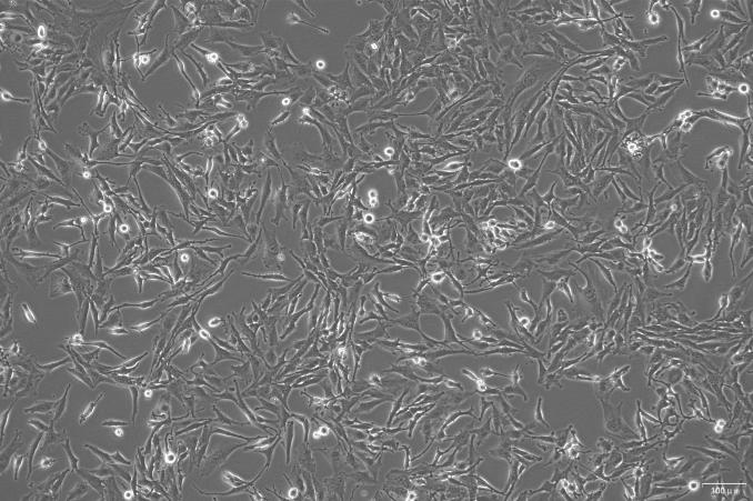 OriCell<sup>®</sup> U251 with Luciferase
