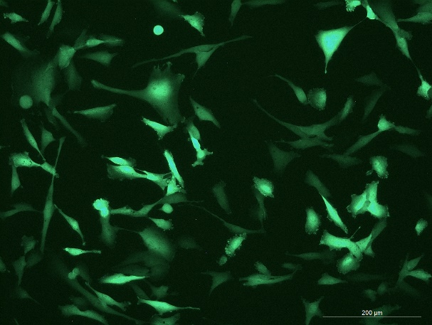 OriCell<sup>®</sup>U251 with Luciferase & GFP