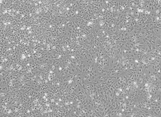 Wistar 新生鼠星形胶质细胞 Wistar 新生鼠星形胶质细胞 WCCAC-00001