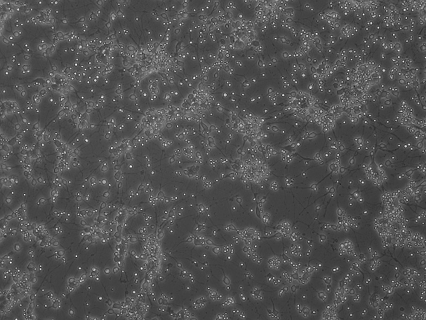 OriCell<sup>®</sup> Wistar胎鼠皮层神经元细胞