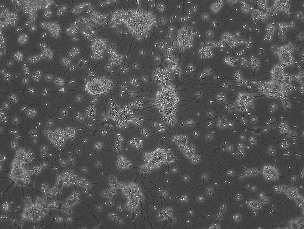 OriCell<sup>®</sup> Wistar胎鼠海马神经元细胞