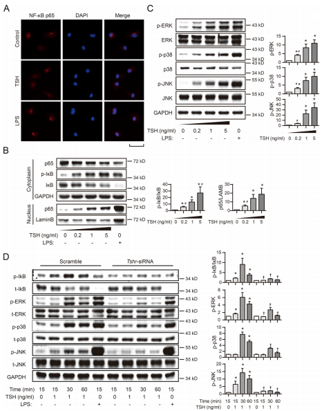 IκB/NFκB