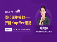 保姆级攻略｜两步灌流法提取原代鼠肝脏Kupffer细胞