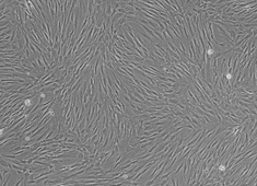 人成纤维细胞 人成纤维细胞 HXXFB-00001