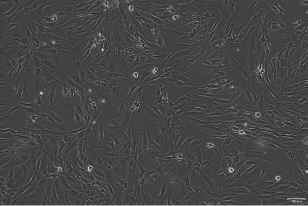 OriCell<sup>®</sup>hTERT-HPNE 人正常胰腺导管细胞系