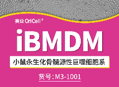 小鼠永生化骨髓源性巨噬细胞系iBMDM 增殖视频（贴壁生长）