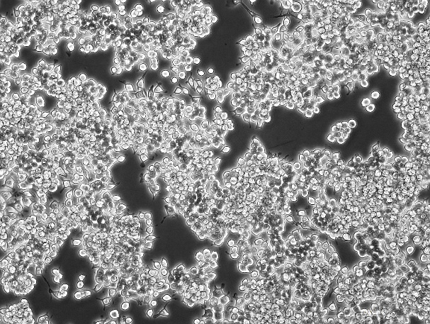 iBMDM 小鼠永生化骨髓源性巨噬细胞系