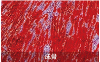 成骨
